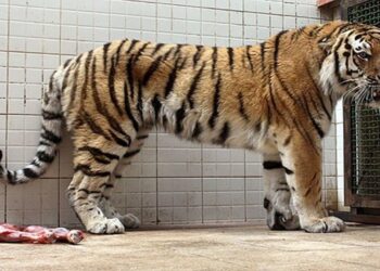 ببر مازندارن