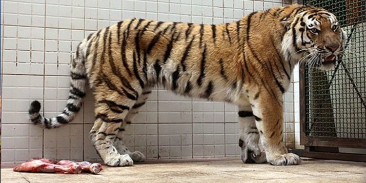 ببر مازندارن